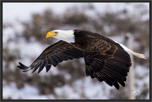 Main image Bald Eagle in Flight