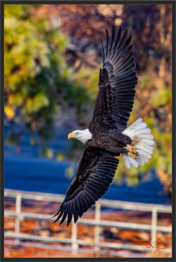 Main image Bald Eagle