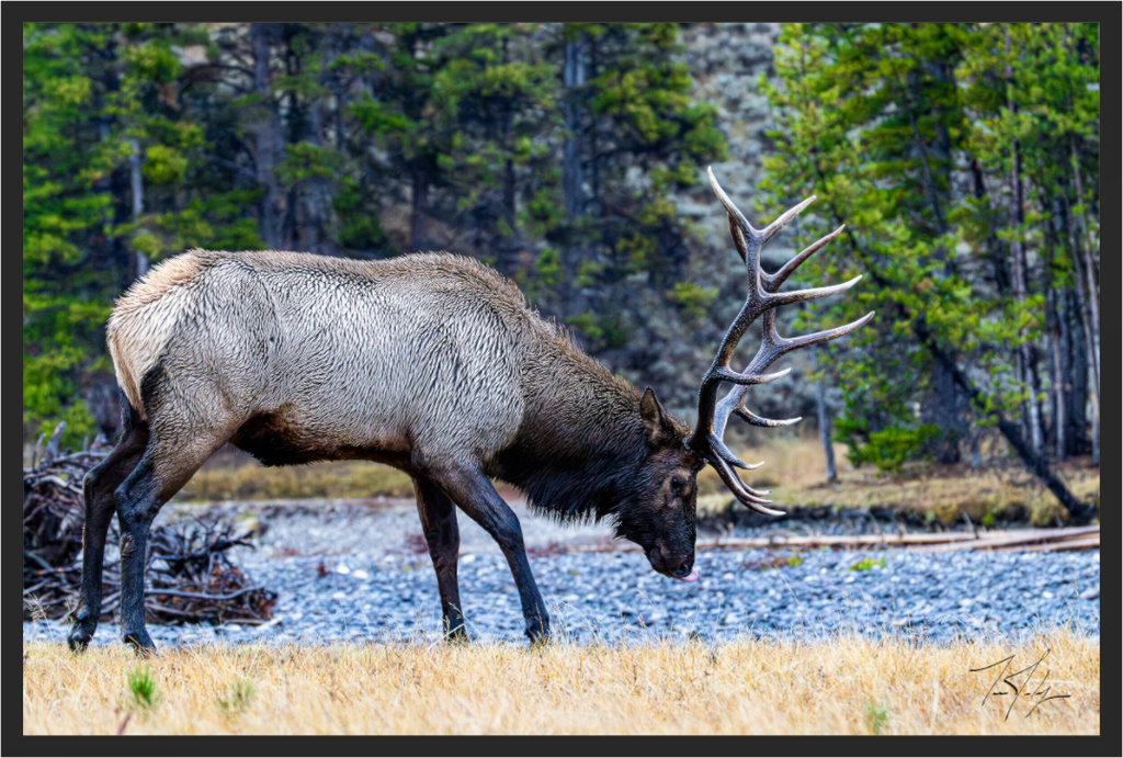 Main image S2 Bull Elk Grazing on the Yellowstone River