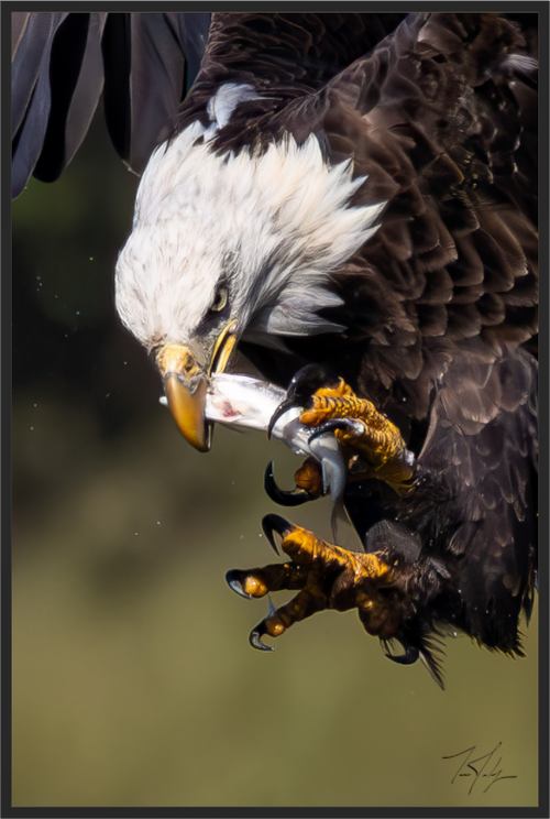 Main image Dinner on the Fly