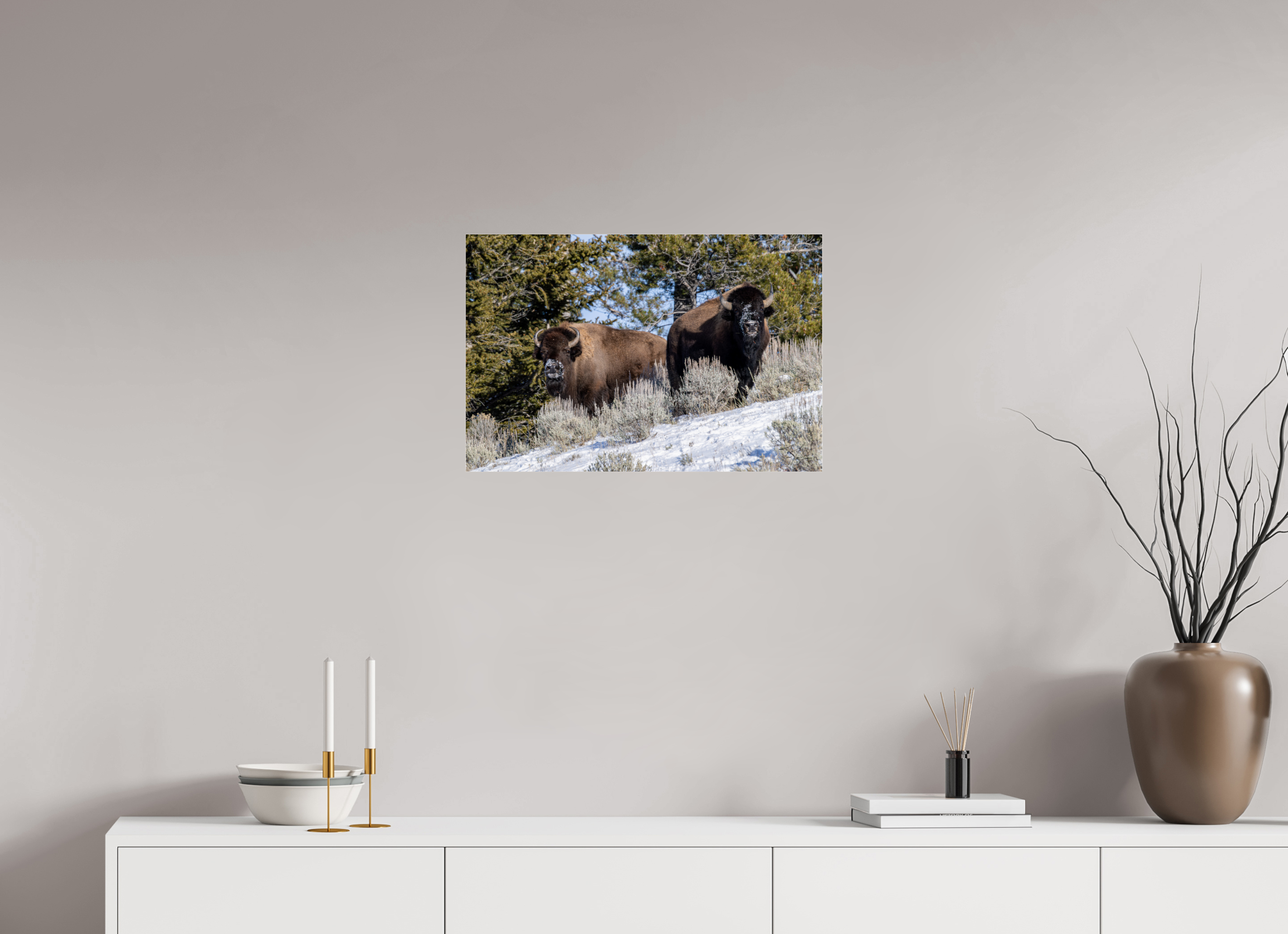 24 x 16″, Photo Print Under Acrylic Glass Bison