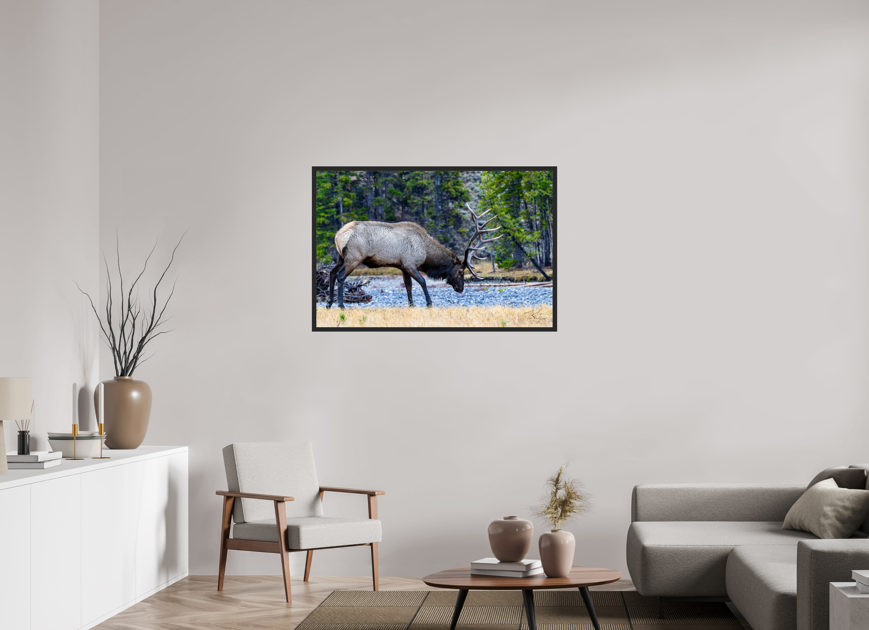 45 x 30″, Frame Black gloss without border S2 Bull Elk Grazing on the Yellowstone River