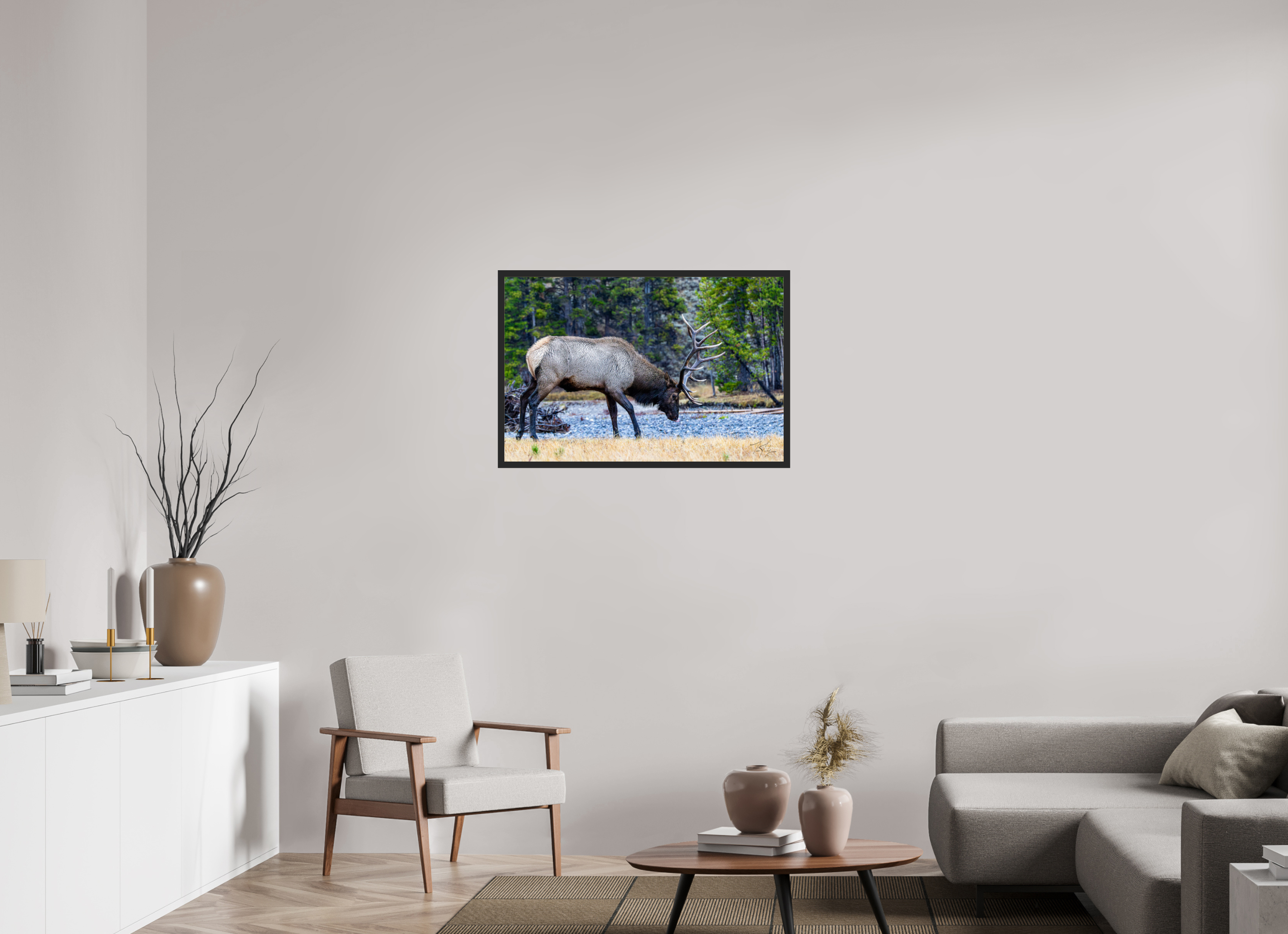 36 x 24″, Frame Black gloss without border S2 Bull Elk Grazing on the Yellowstone River