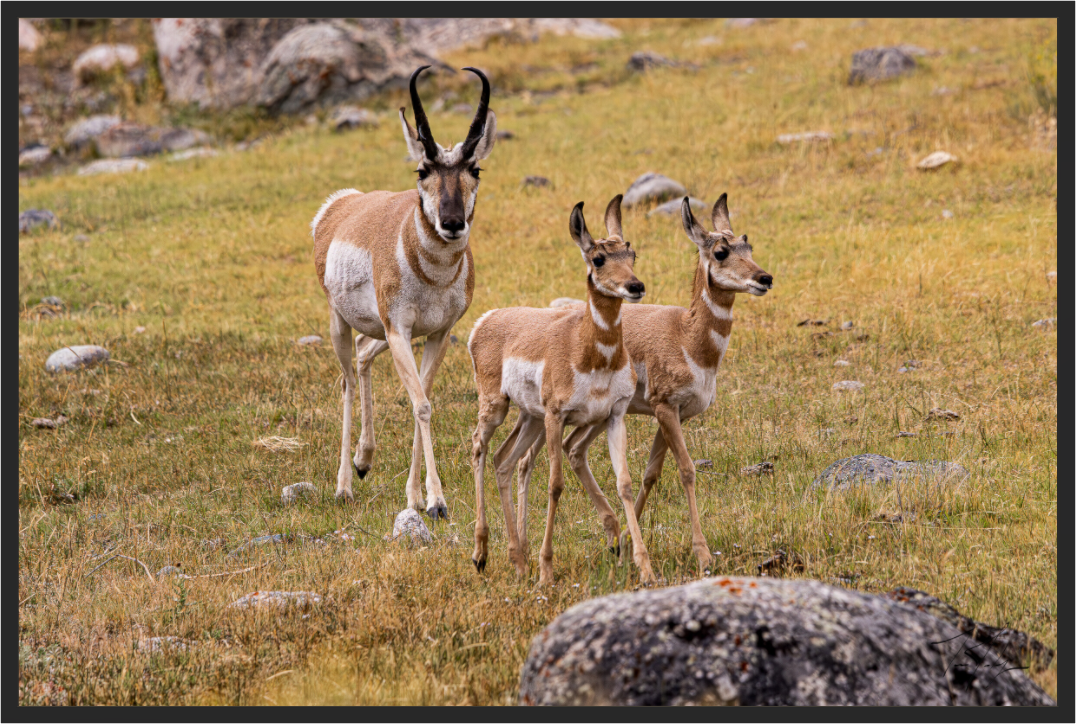 Main image Proud Pronghorn Dad