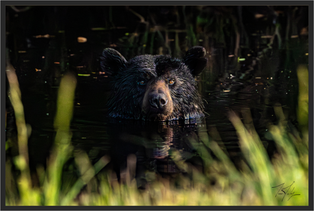 Main image Bear Bath