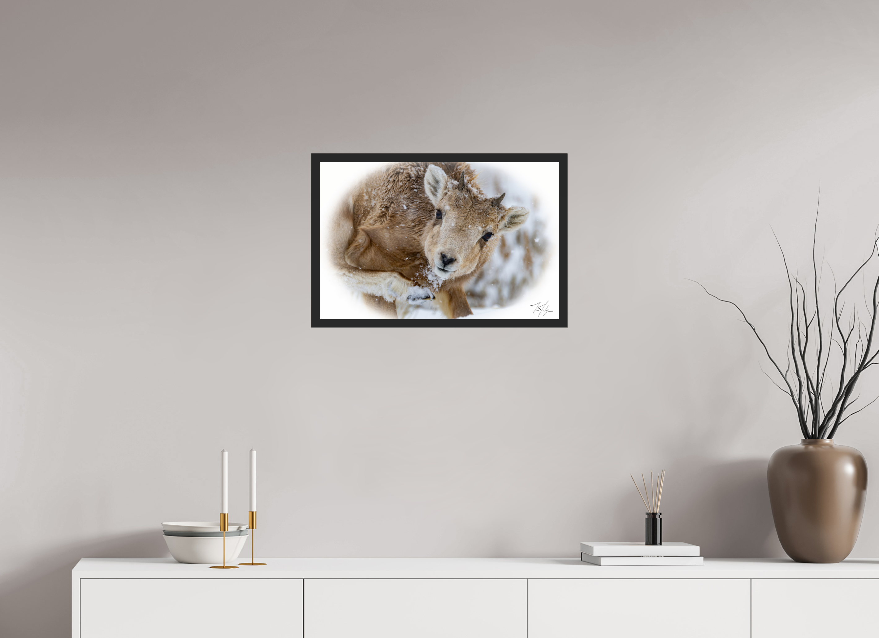 24 x 16″, Frame Black gloss without border Bighorn Lamb