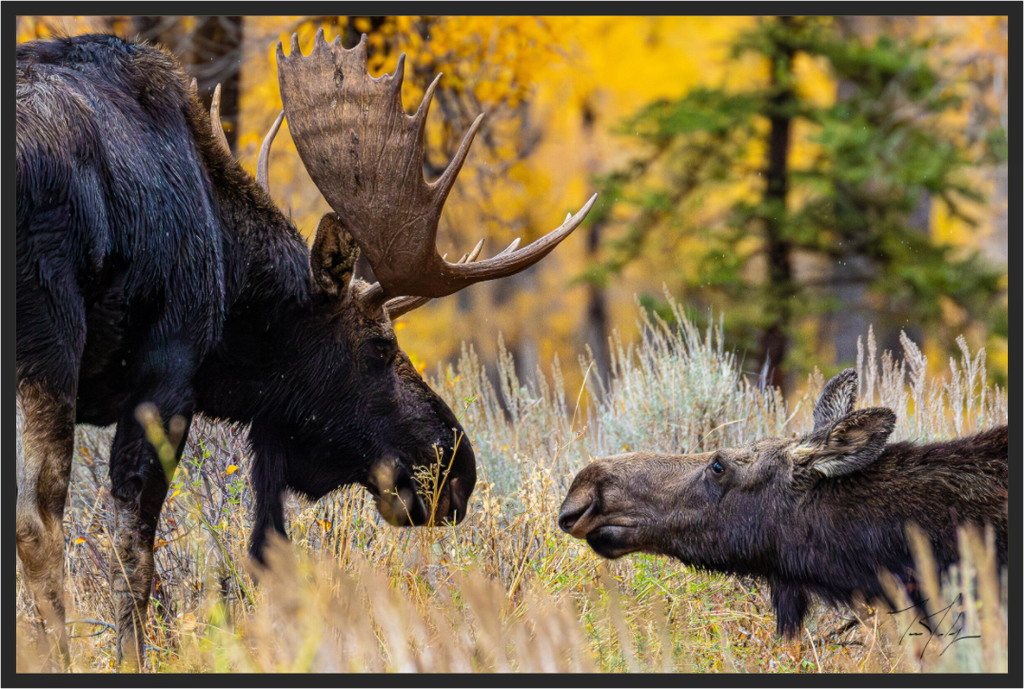 Main image Moose Moment