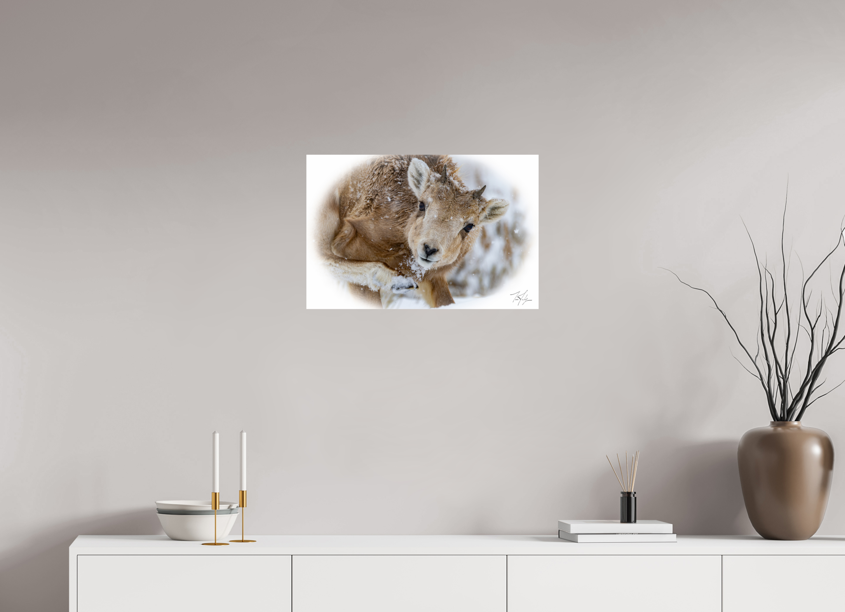 24 x 16″, Photo Print On Fuji Crystal DP II Bighorn Lamb