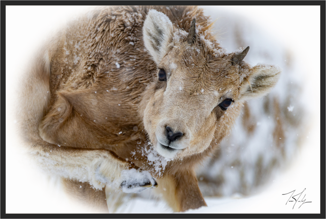 Main image Bighorn Lamb