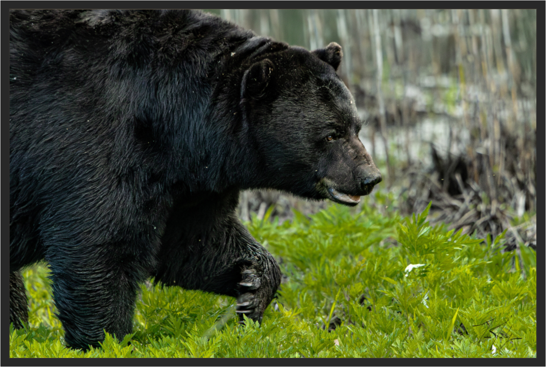 Main image Black Bear