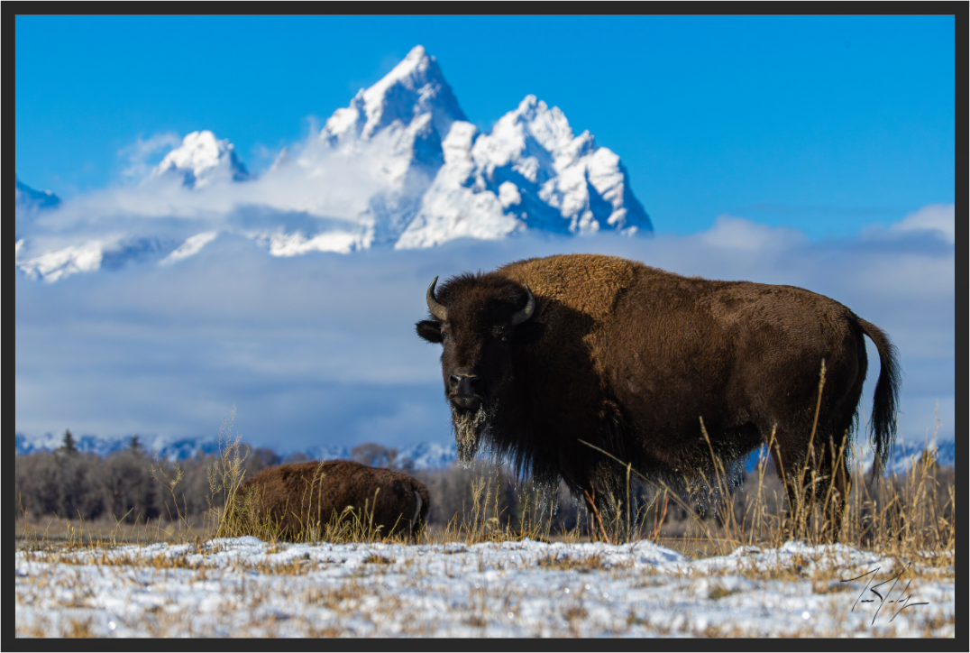 Main image Winter Bison