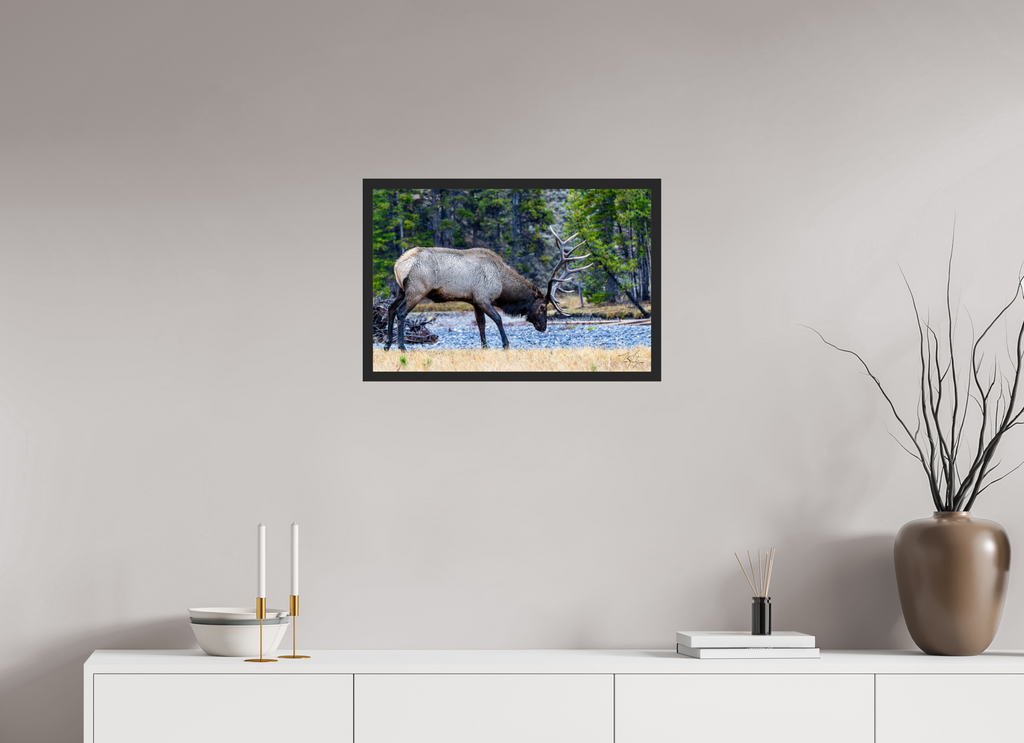 24 x 16″, Frame Black gloss without border S2 Bull Elk Grazing on the Yellowstone River