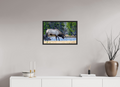 24 x 16″, Frame Black gloss without border S2 Bull Elk Grazing on the Yellowstone River