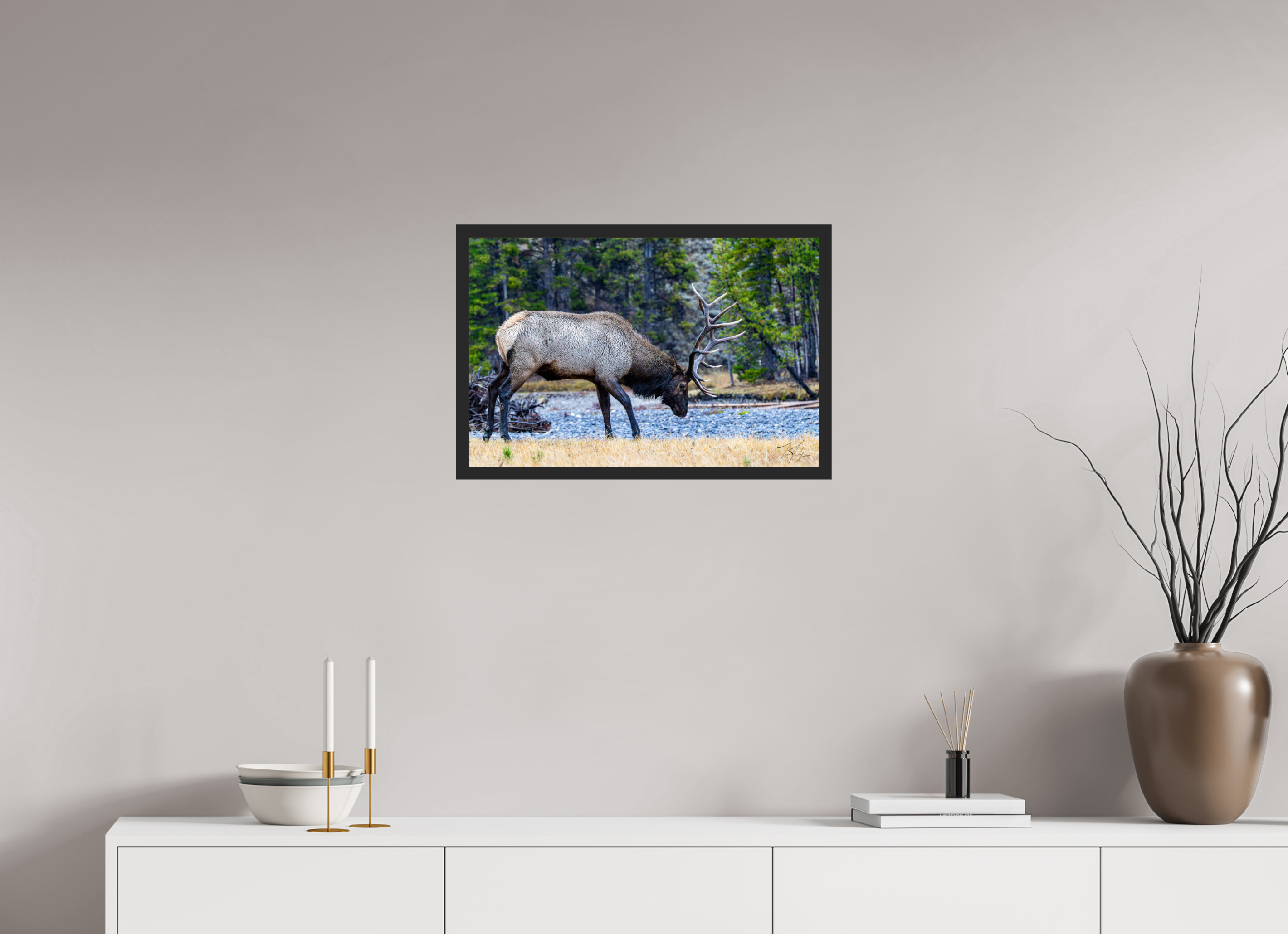 24 x 16″, Frame Black gloss without border S2 Bull Elk Grazing on the Yellowstone River